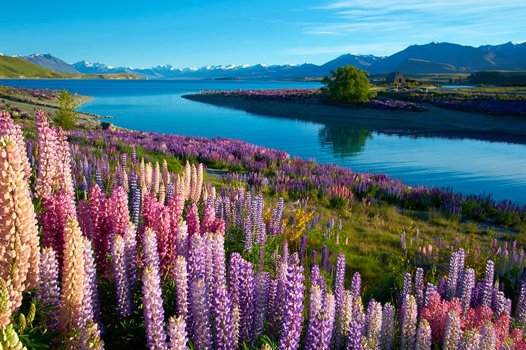 Topdeck Tour through fields of flowers in New Zealand