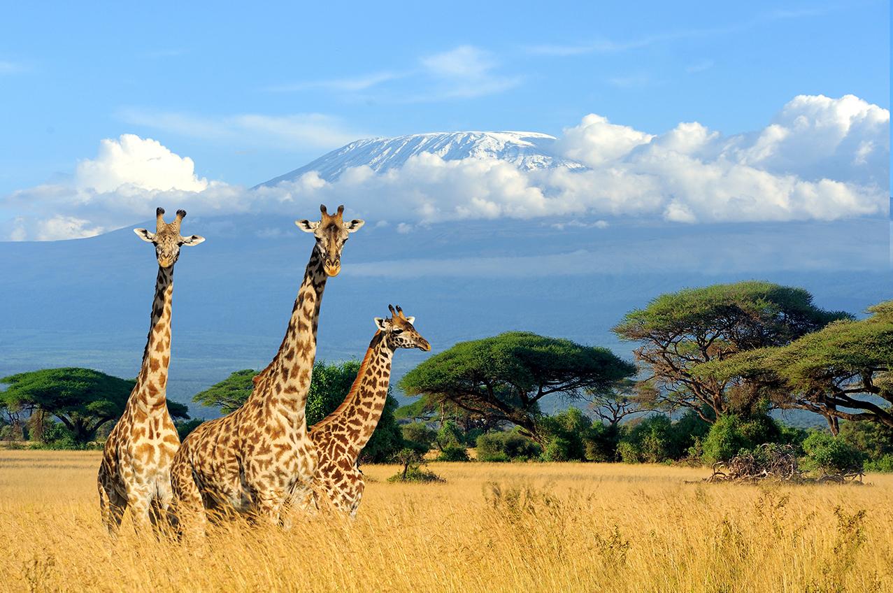 Experience safaris and views of Mt. Kilimanjaro with Africa guided tours