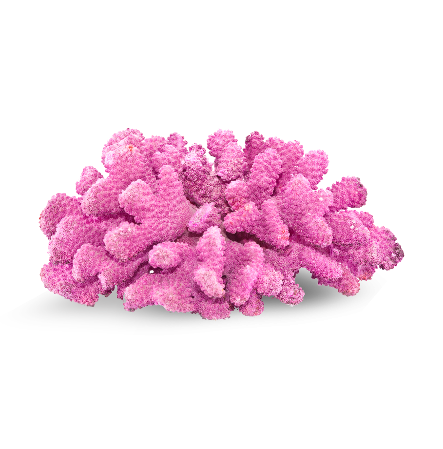 Pink coral native to the Indian Ocean